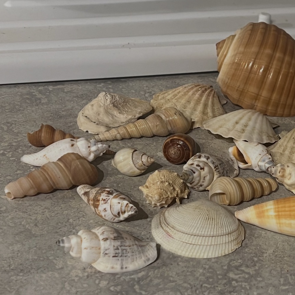 Mixed Natural Seashell Collection - Great condition